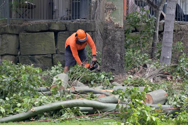 Best Storm Damage Tree Cleanup  in Ledgewood, NJ